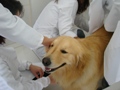 Auxiliar Veterinário - Turma Maio - Presencial